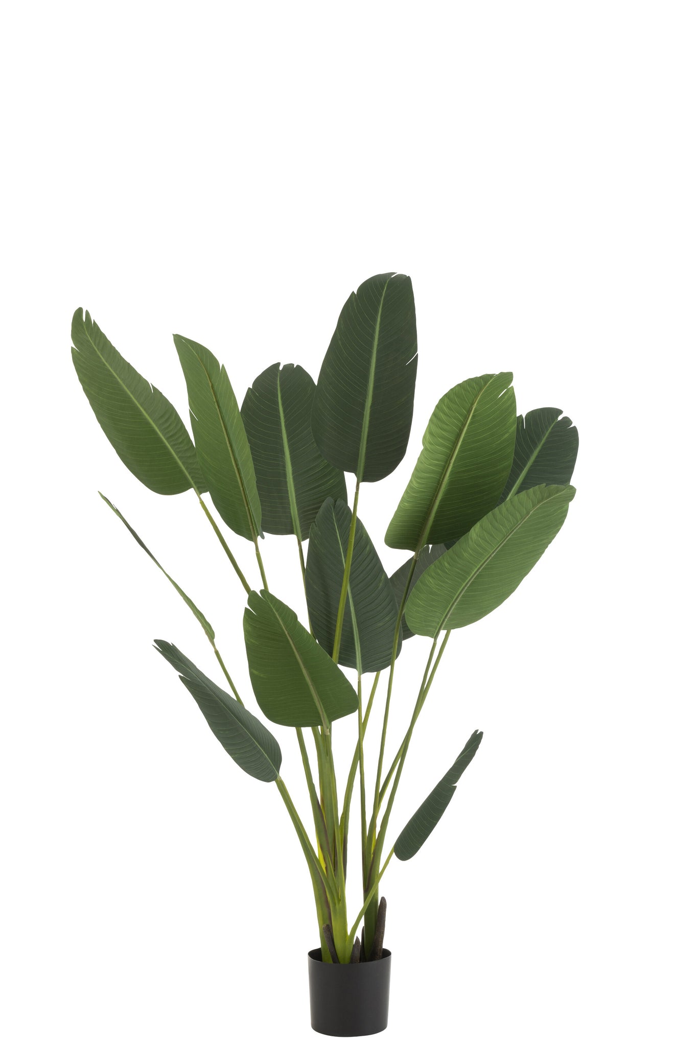 Strelitzia plastique - J-LINE
