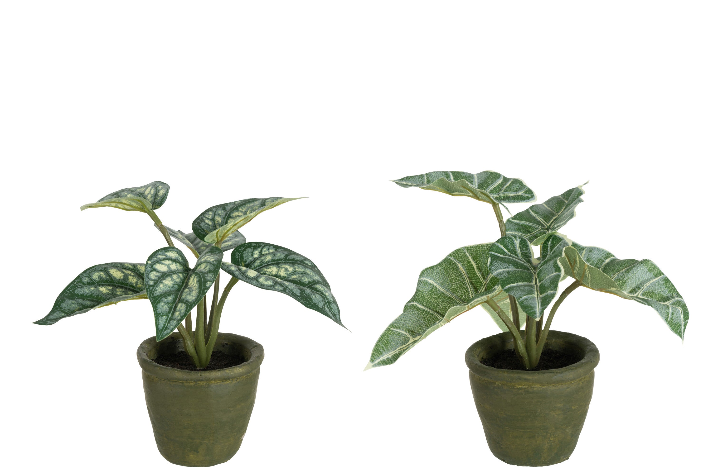 Anthurium / Reuzentaro in Pot - J-LINE