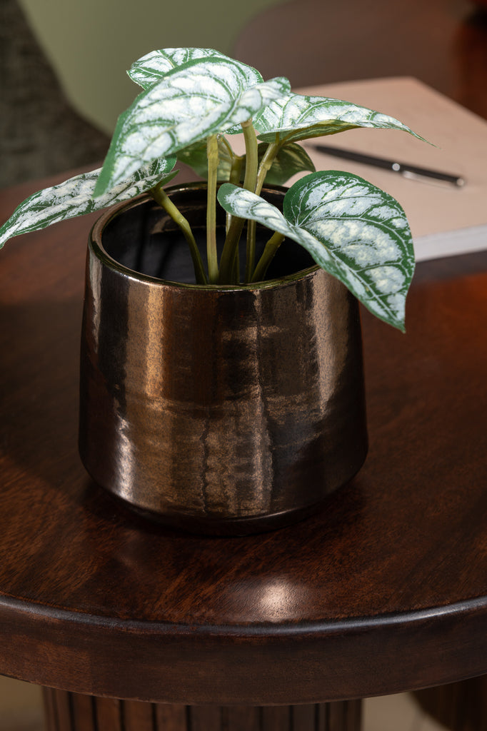 Anthurium / Reuzentaro in Pot - J-LINE