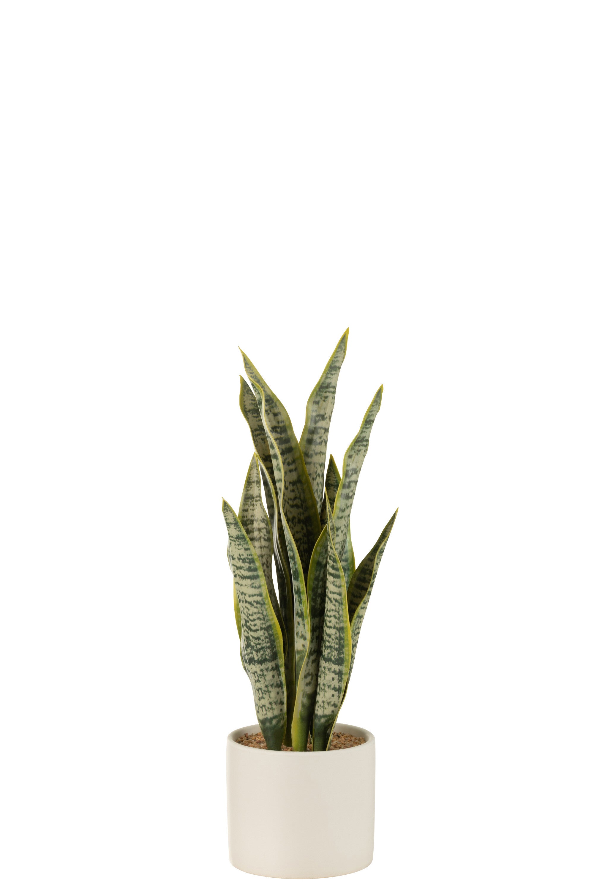 Plant Sansevieria In Pot Pvc Groen M - J-LINE