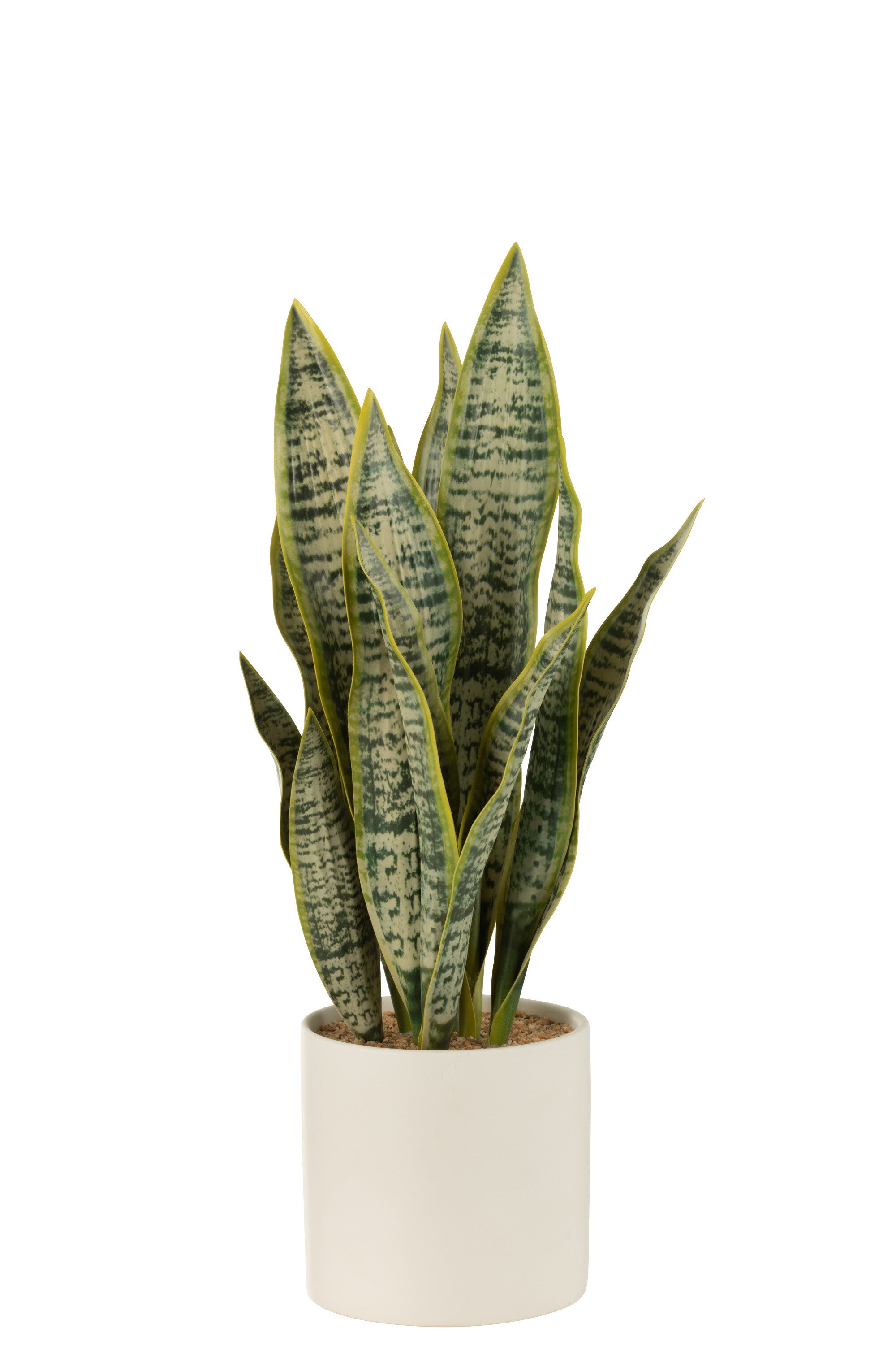 Plant Sansevieria In Pot Pvc Groen L - J-LINE