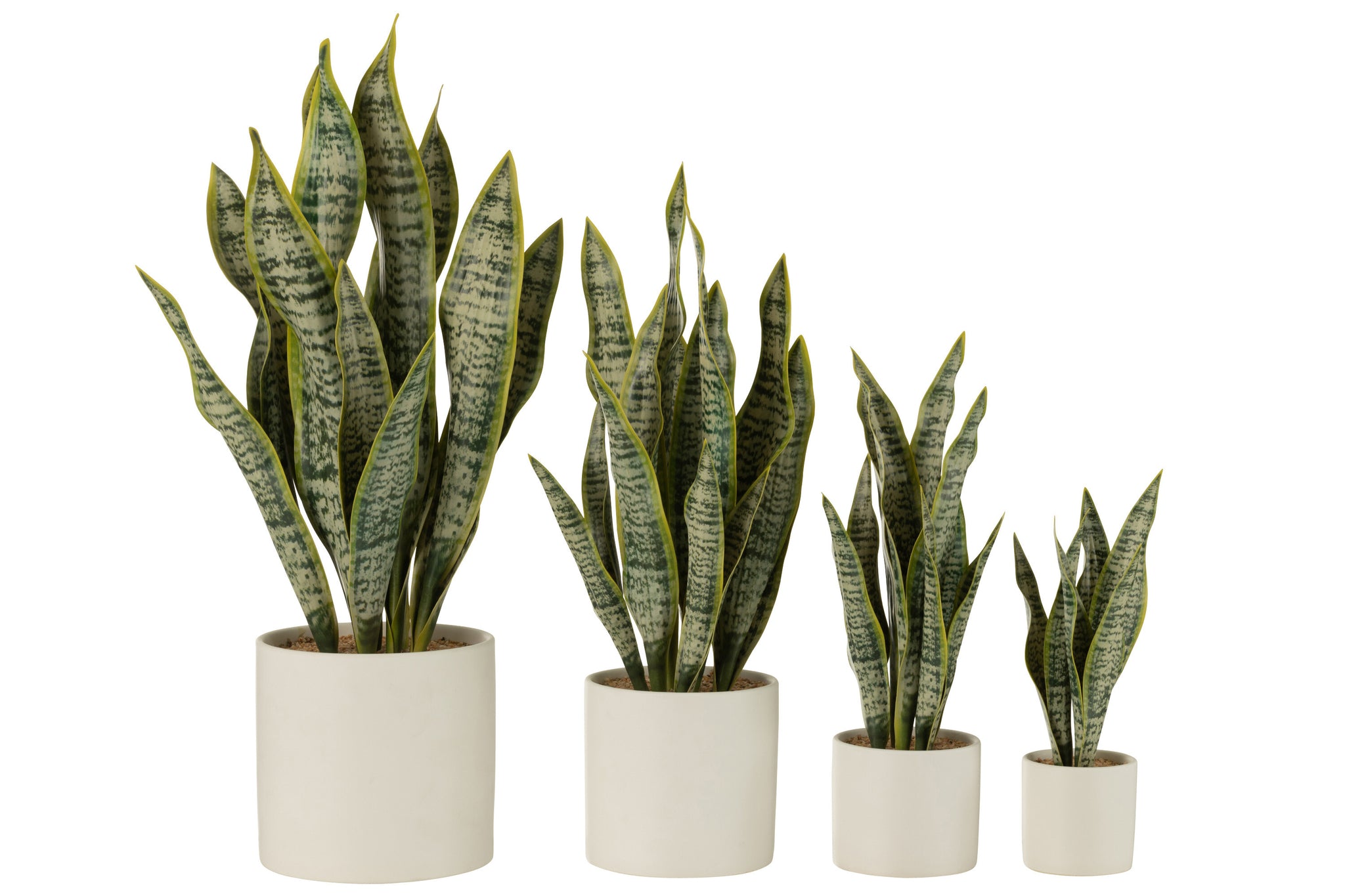 Plant Sansevieria In Pot Pvc Groen XL - J-LINE