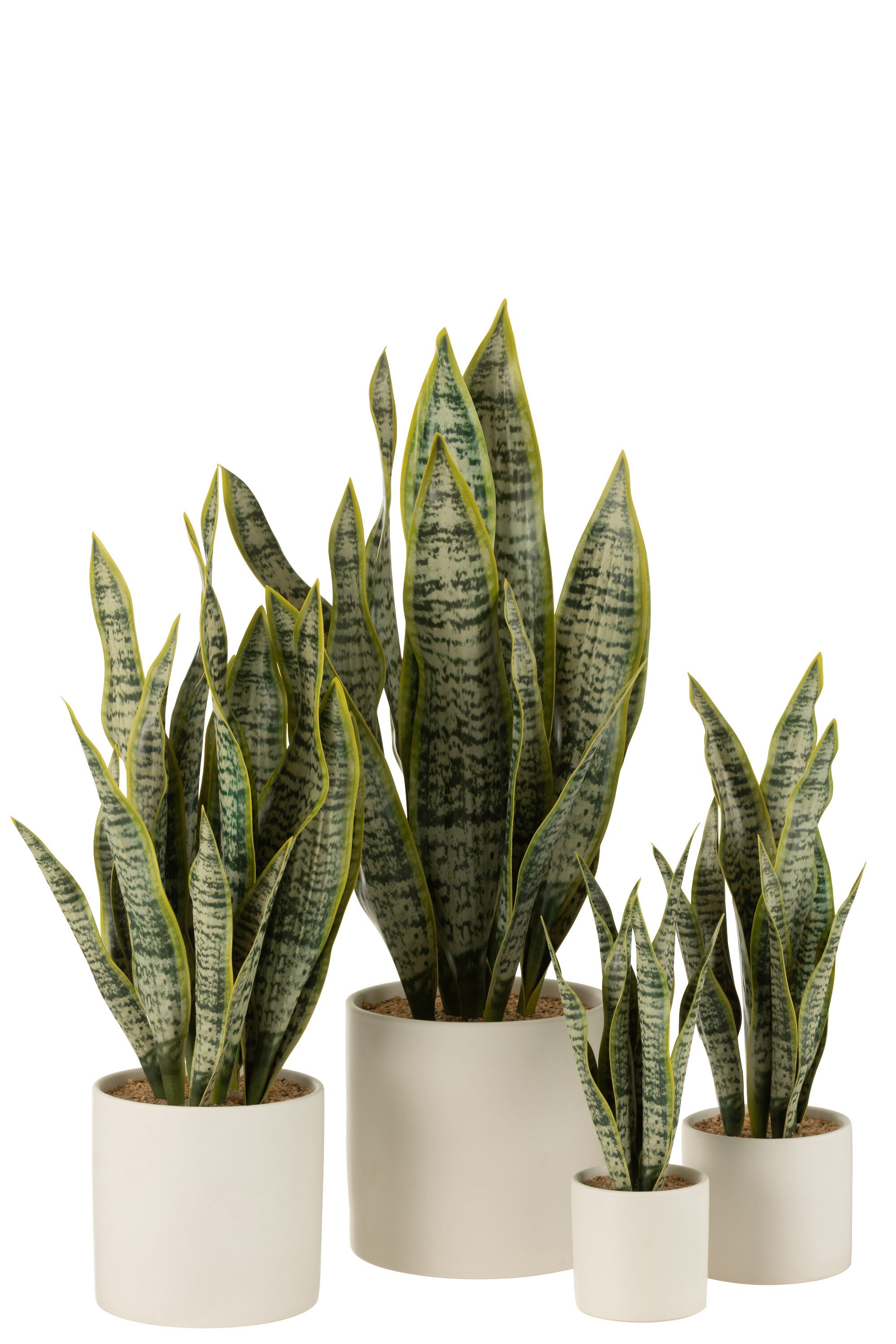 Plant Sansevieria In Pot Pvc Groen XL - J-LINE