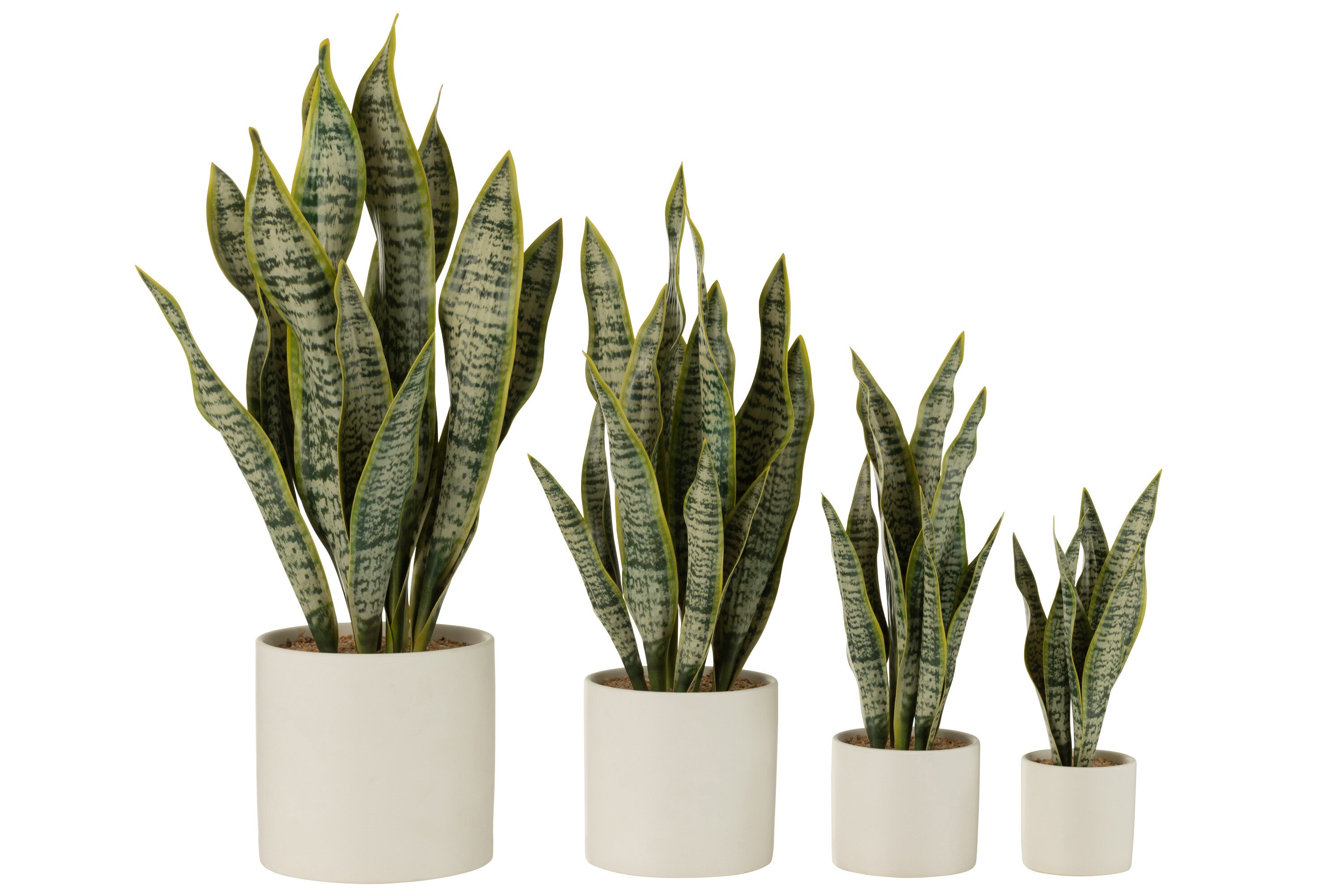 Plant Sansevieria In Pot Pvc Groen XL - J-LINE