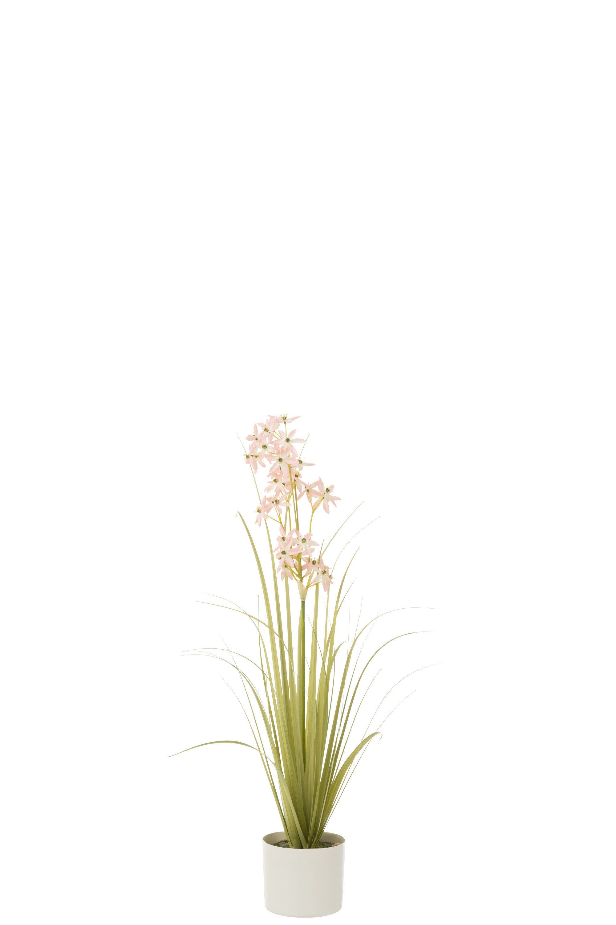 Allium in pot - J-LINE
