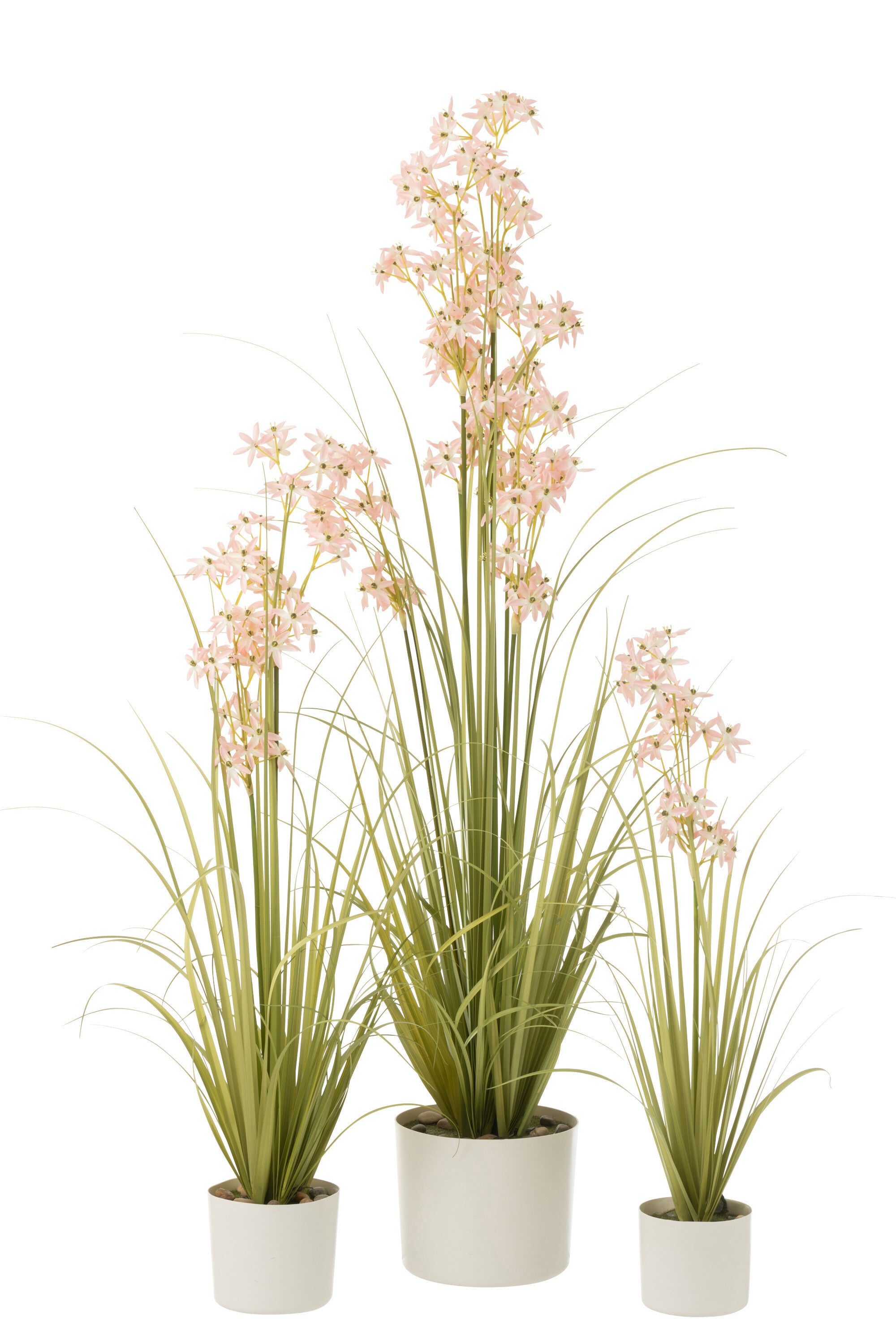 Allium In Pot - J-LINE