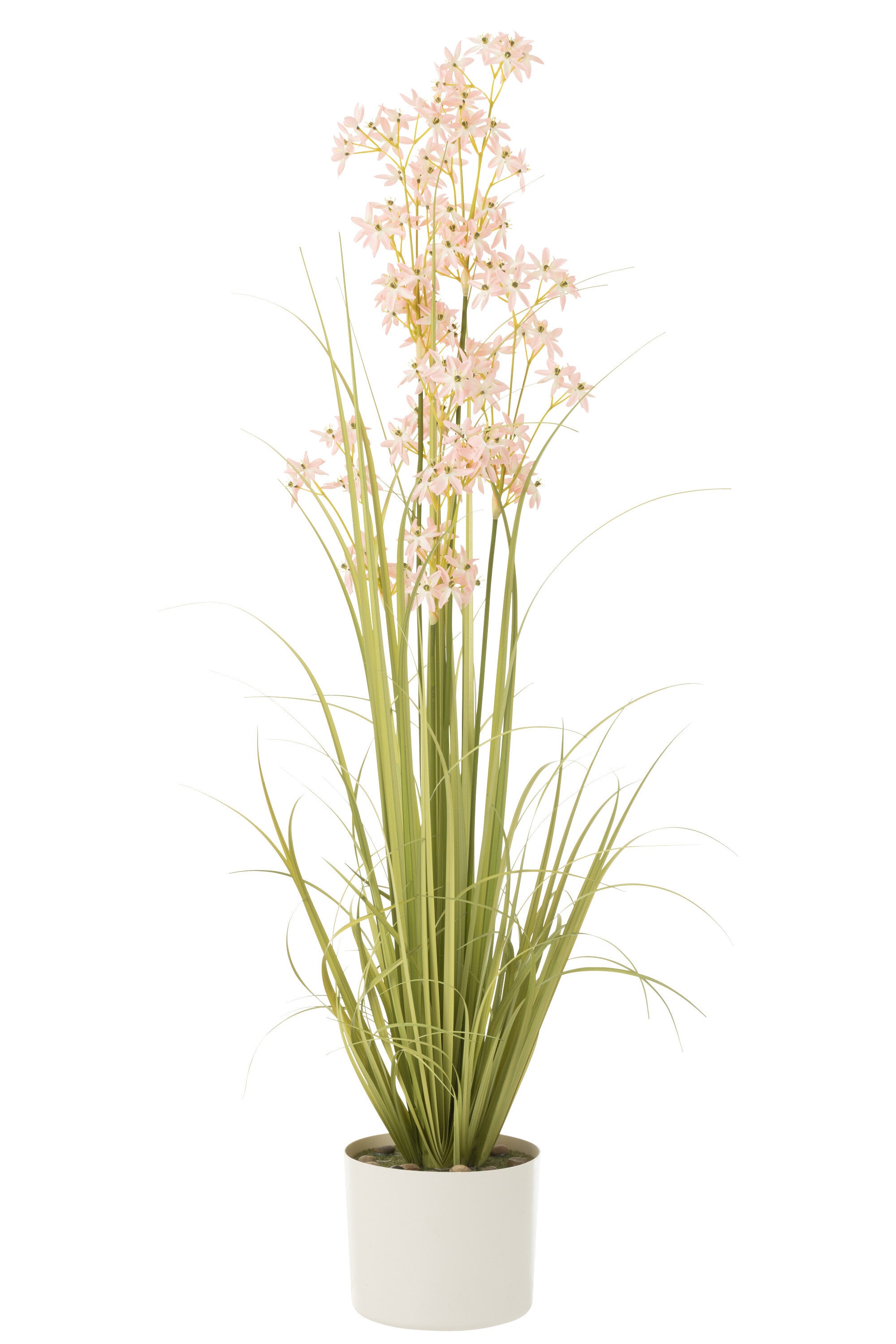 Allium In Pot - J-LINE