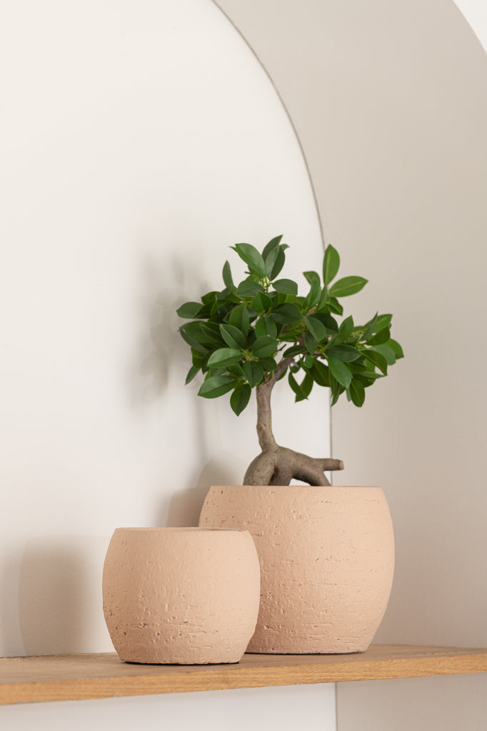 Ginseng Ficusboom in pot groen/zwart S - J-LINE