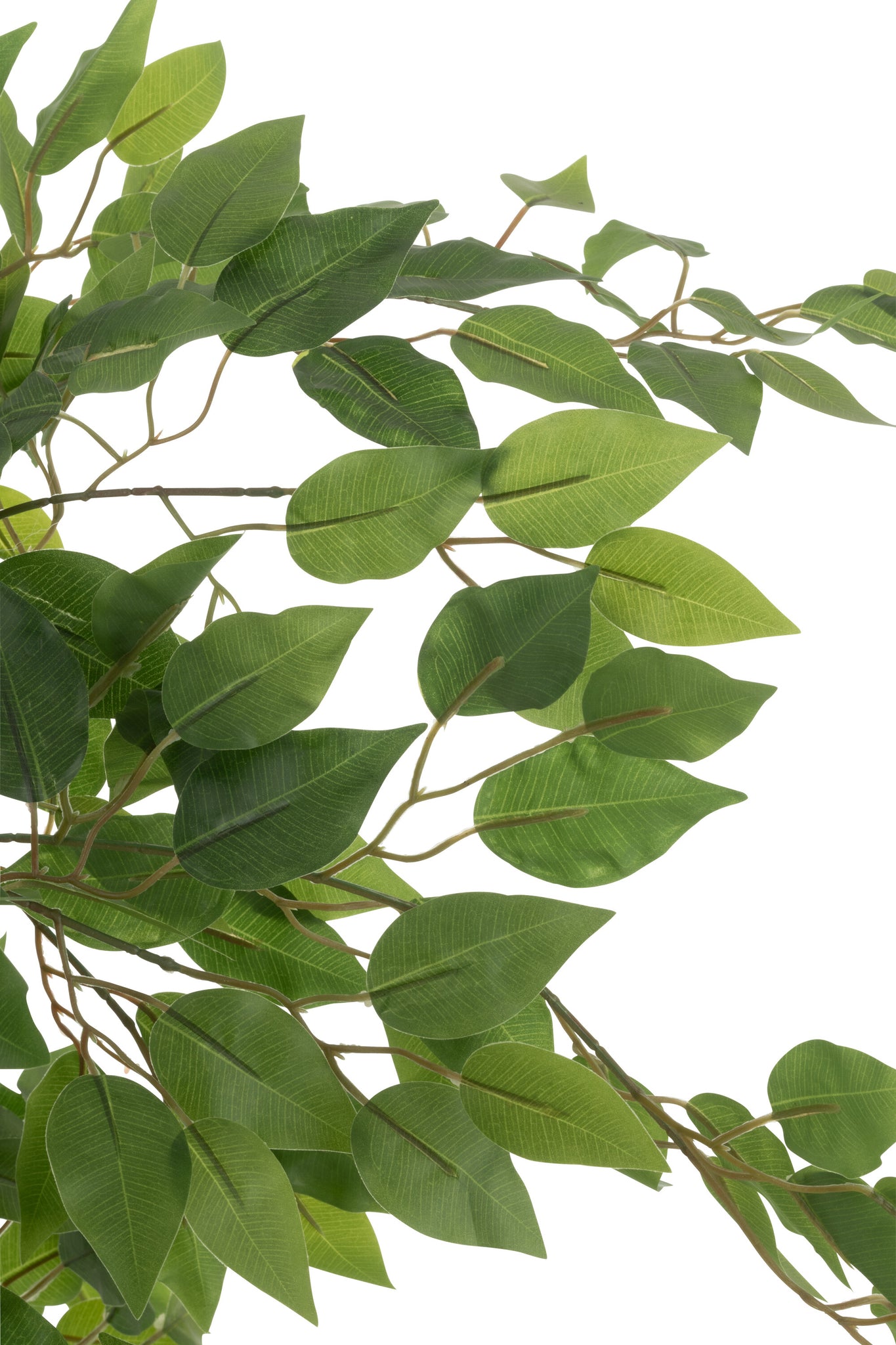 Ficus en pot Vert - J-LINE - EN RUPTURE DE STOCK