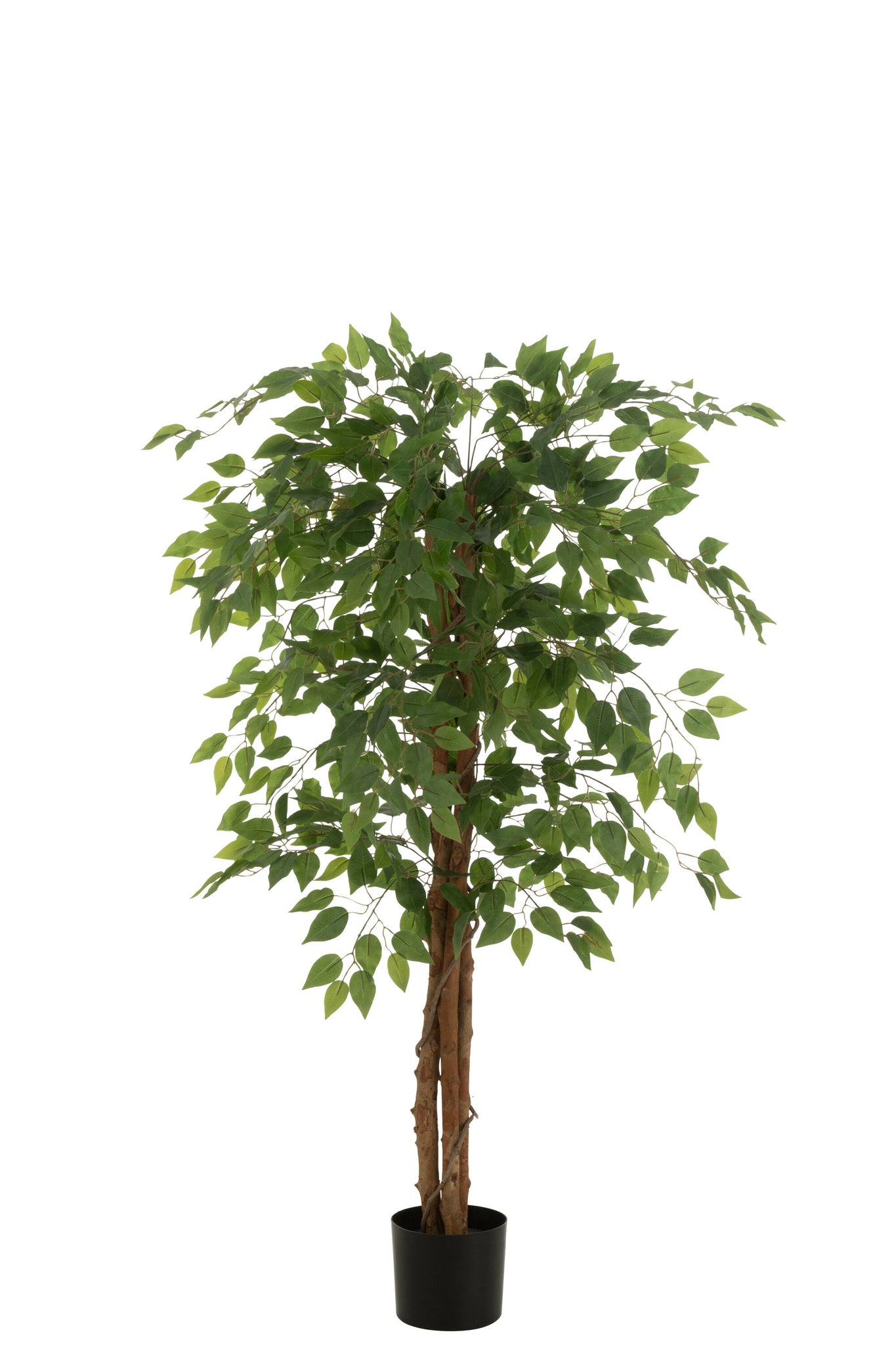 Ficus en pot Vert - J-LINE - EN RUPTURE DE STOCK