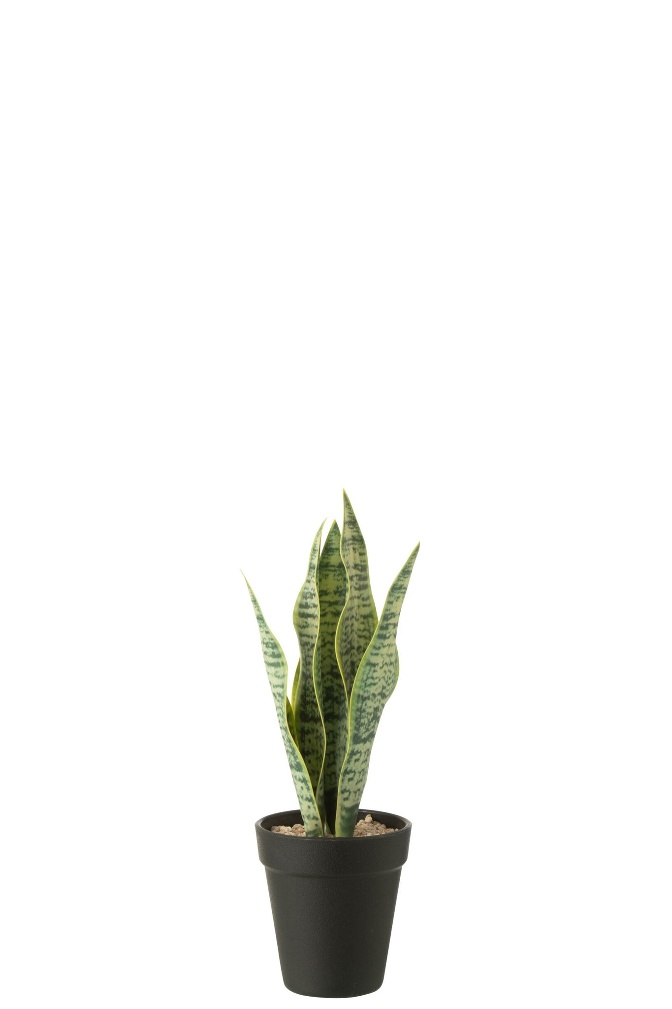 Dracaena Trifasciata en pot - J-LINE