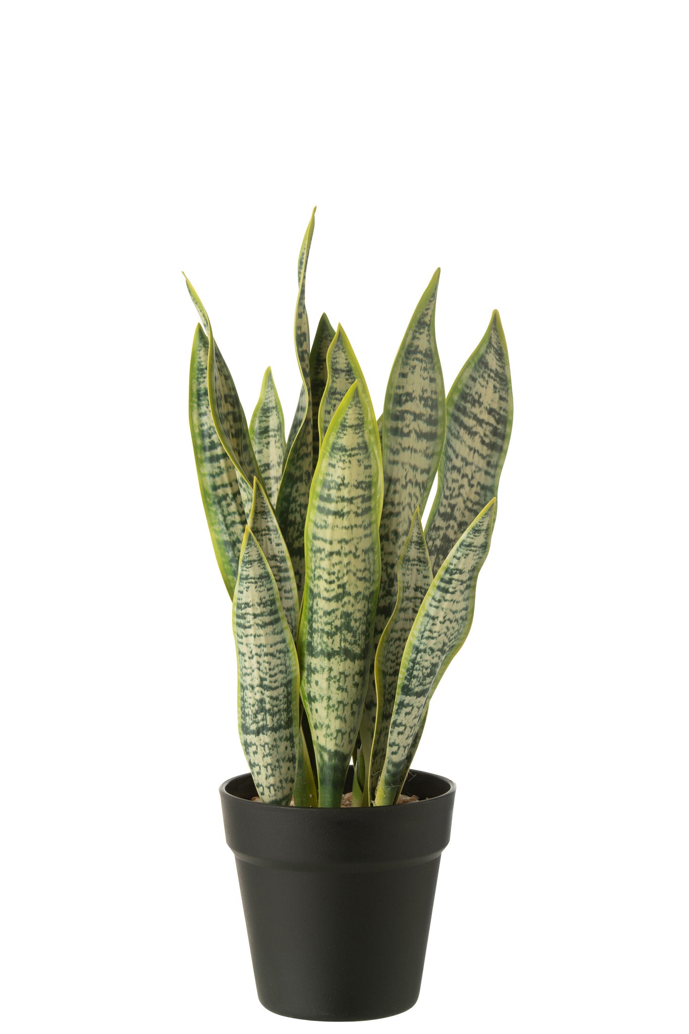 Dracaena Trifasciata In Pot - J-LINE