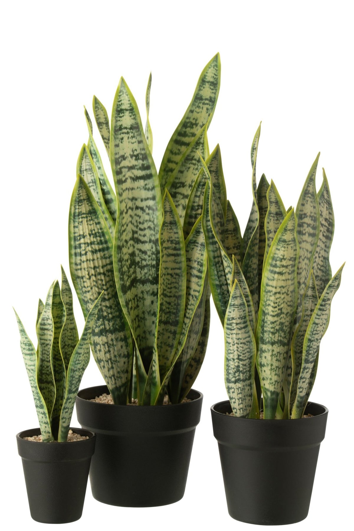 Dracaena Trifasciata In Pot - J-LINE