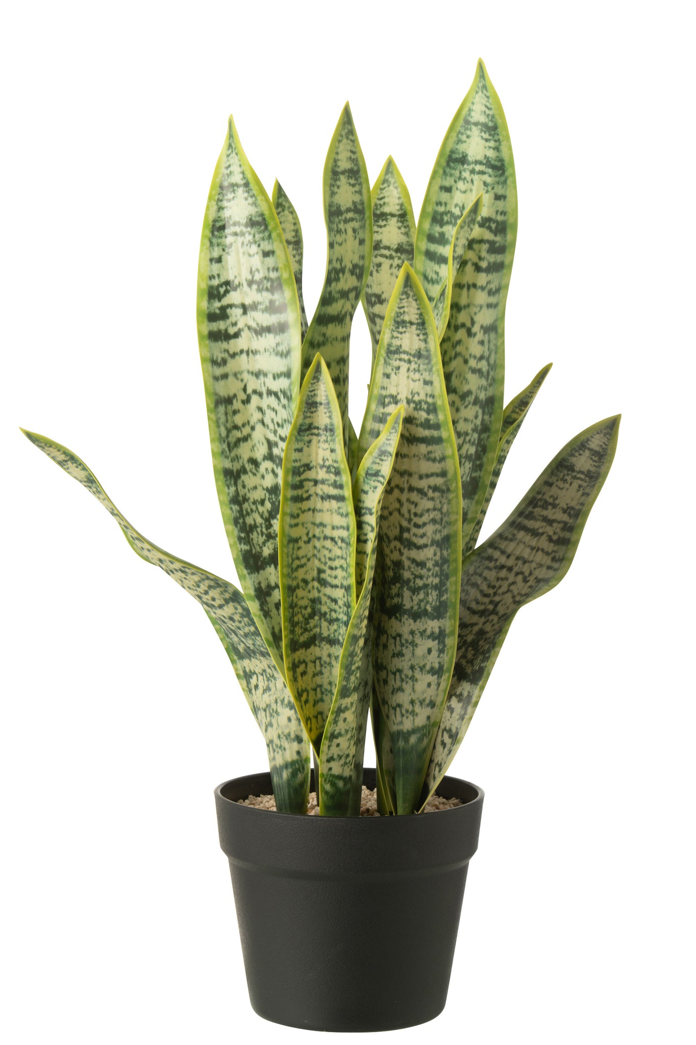 Dracaena Trifasciata In Pot - J-LINE