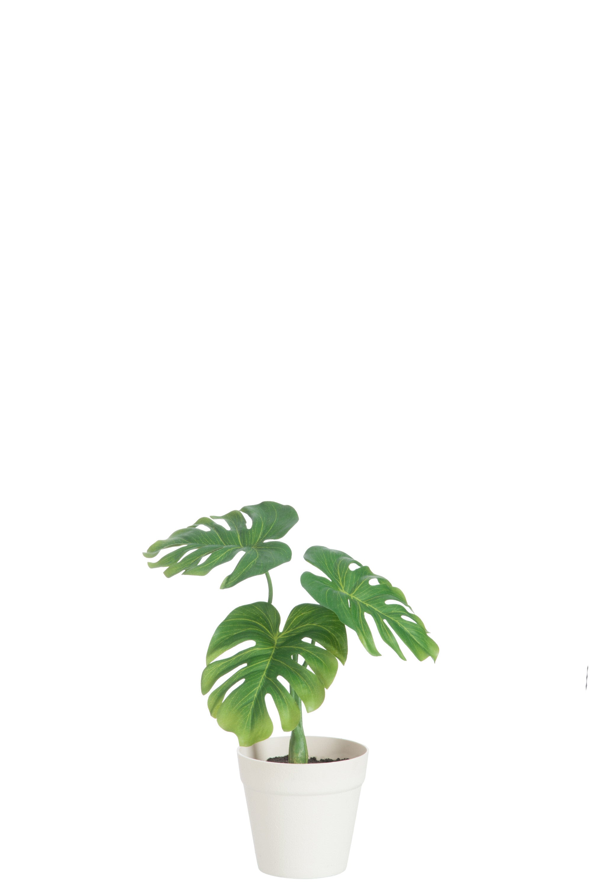Blad Philo In Pot - J-LINE